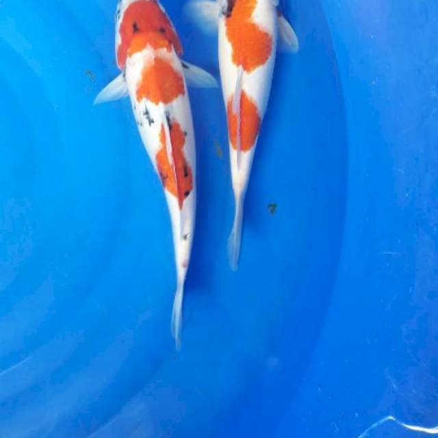 33.35 kohaku