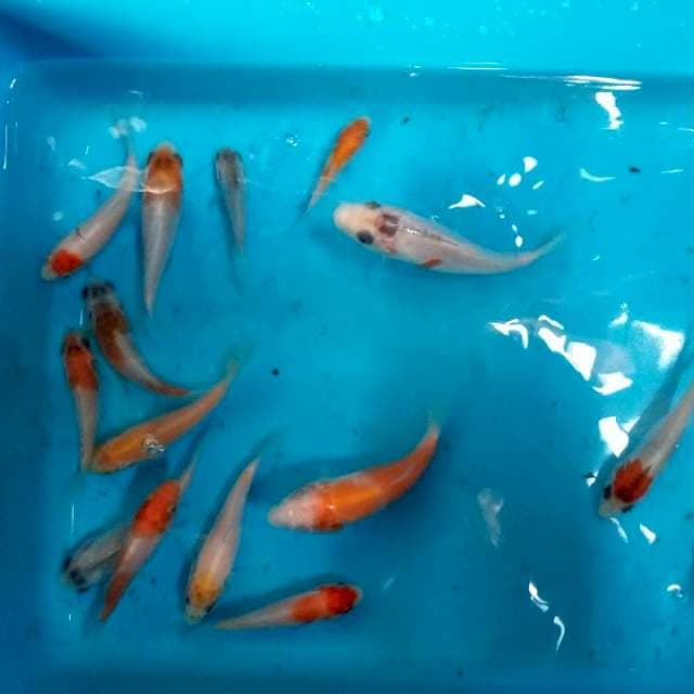 Mix koi F1