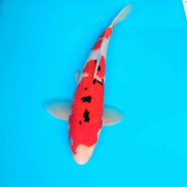 HQ SANKE MALE. 30 CM