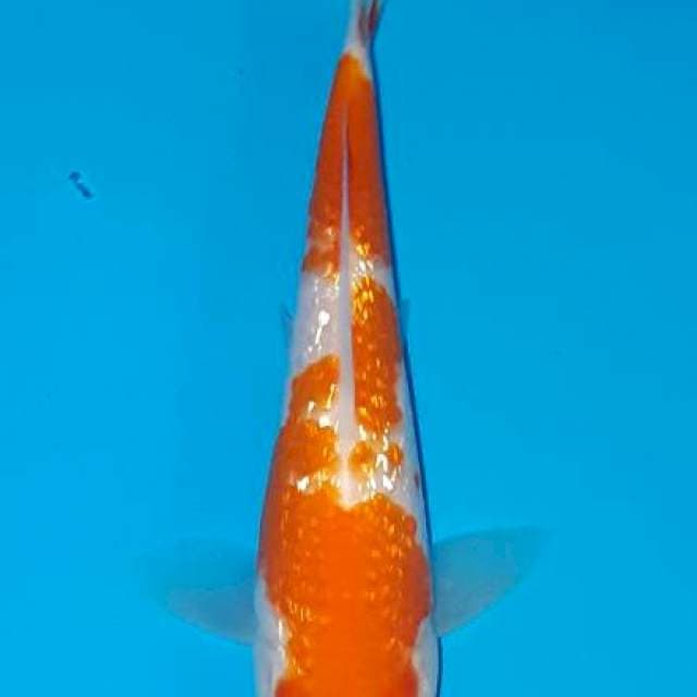 Kohaku ginrin super quality