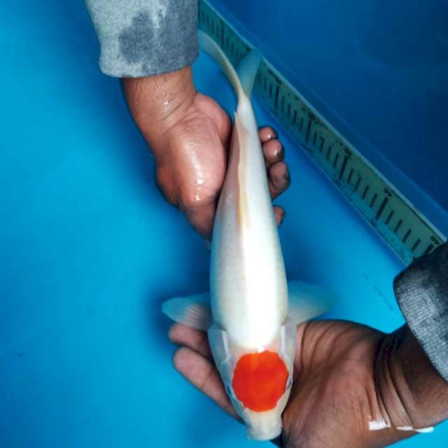 Tancho kohaku siip 35cm