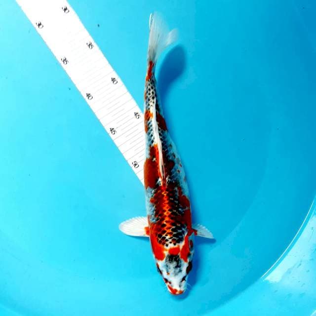 Kujaku 28 cm
