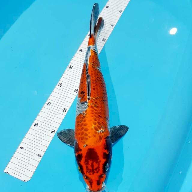 Kin showa 40 cm female