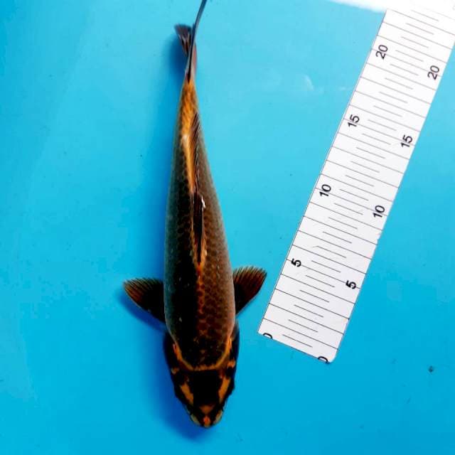 Sirap jos 27 cm