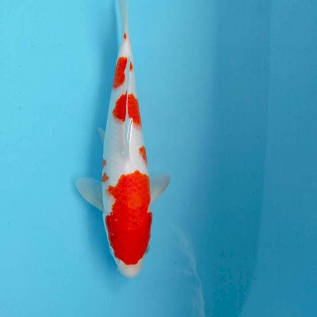 Kohaku 28