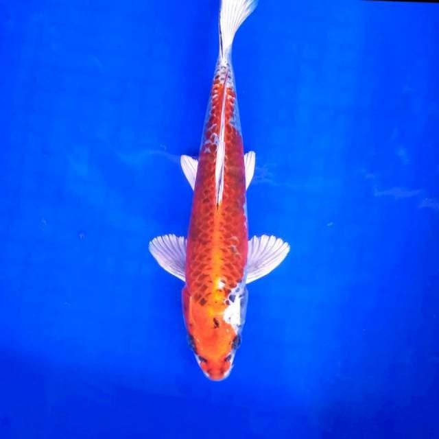 6. Kujaku || 28 cm