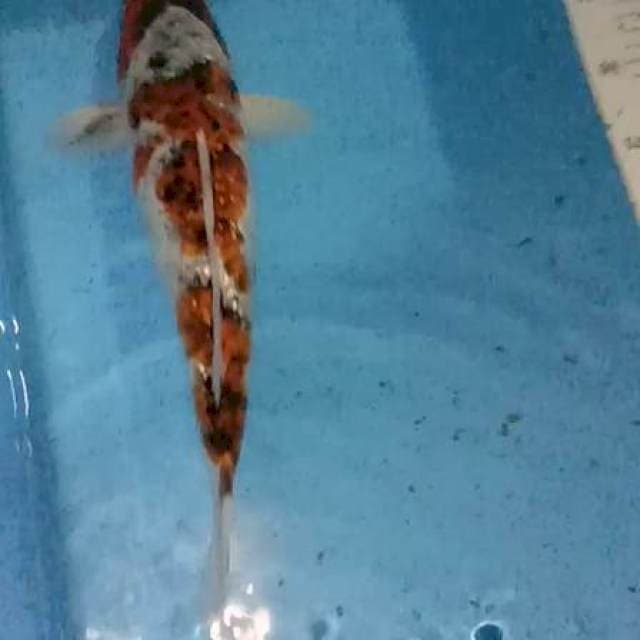 Ginrin goromo 38cm