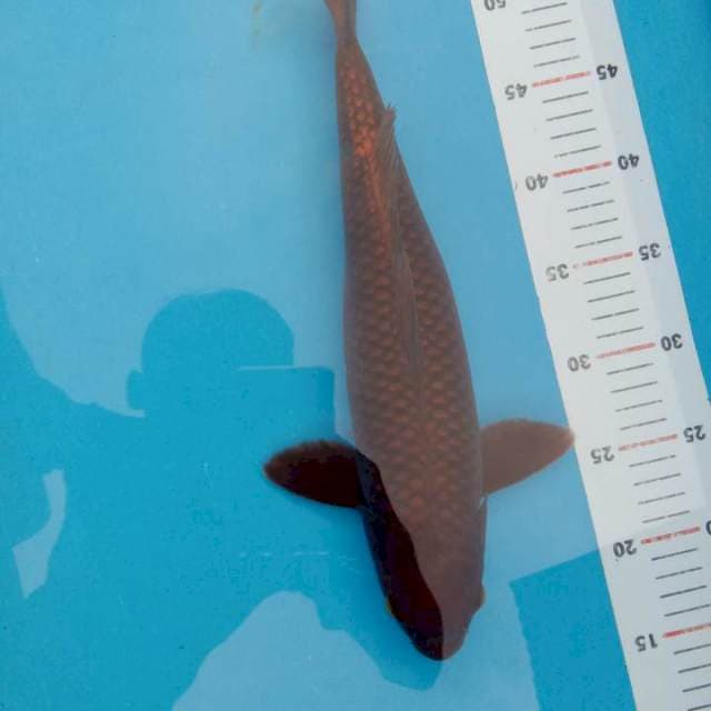 Tembaga 41cm