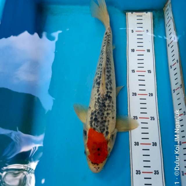 Tc Goshiki 35cm M