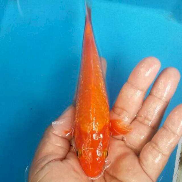 Benigoi ginrin