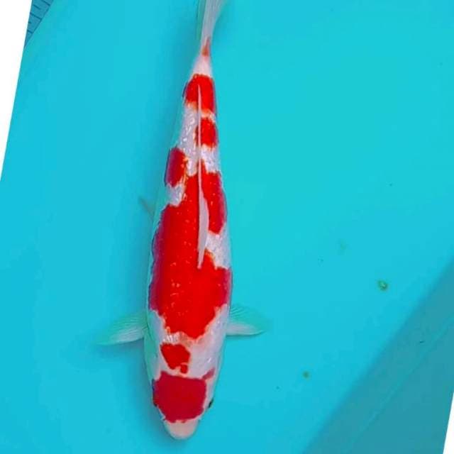 GINRIN KOHAKU ORIGINAL