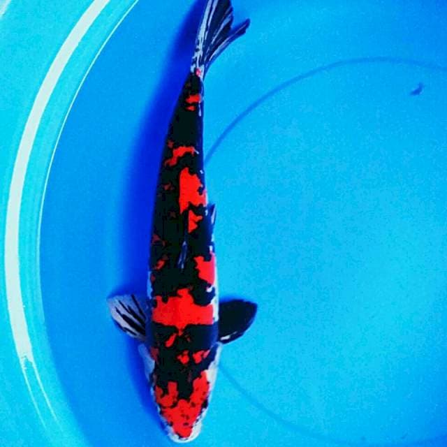 Showa doitsu 43cm male