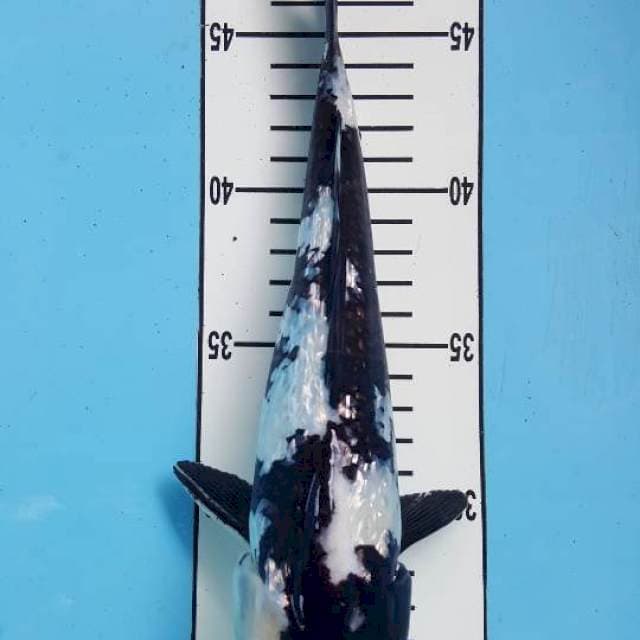 Shiro gin strong. 27cm