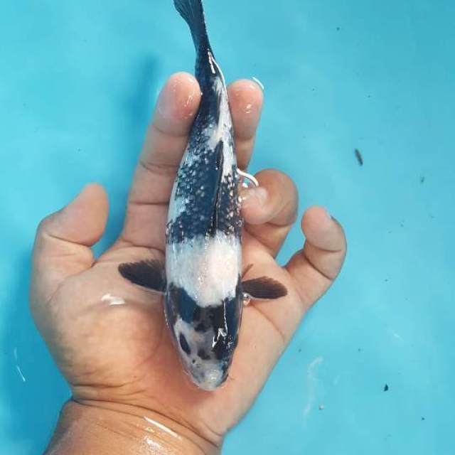 Shiro ginrin 20 cm