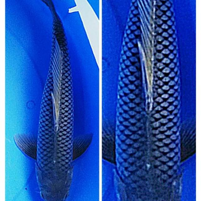 Sora jaring rapi 38cm male