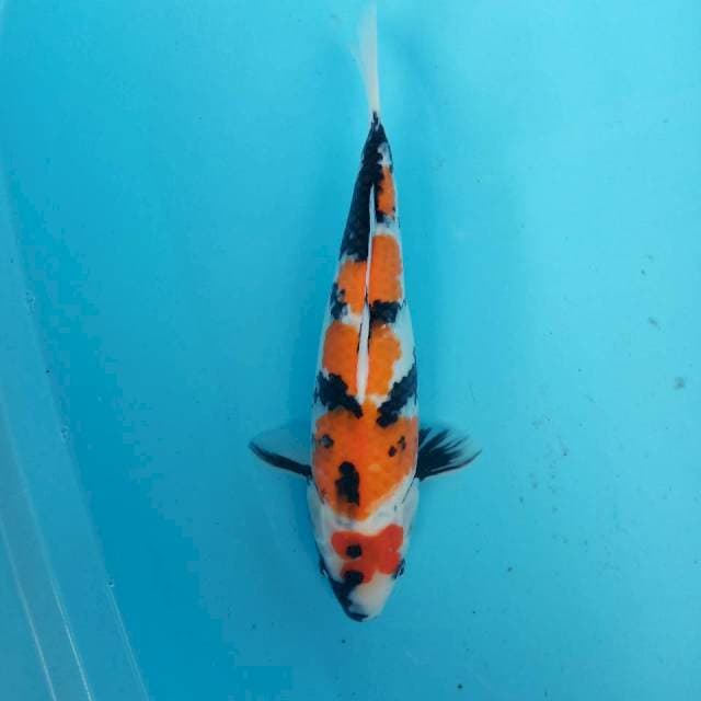 Showa 33cm