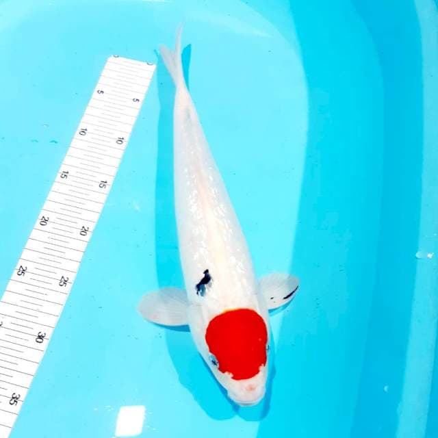 Male gindrin 39 cm