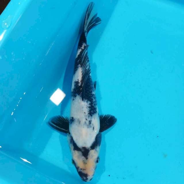 Shiro 27cm