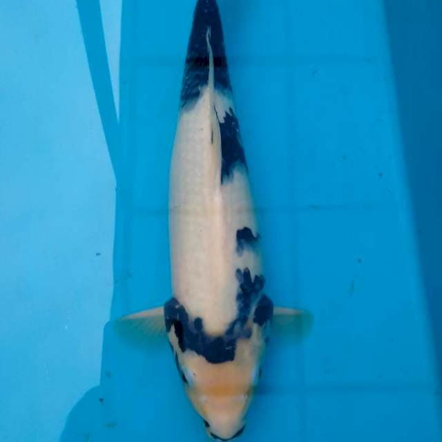 Shiro, Jantan Berpunuk