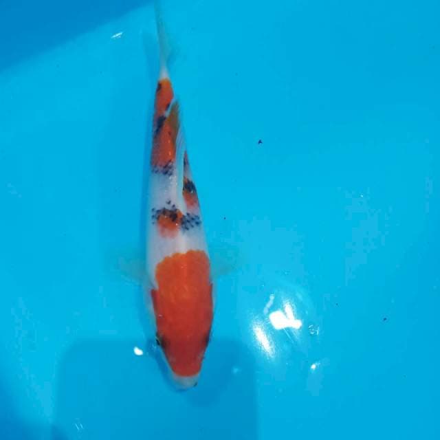 Sanke 15cm