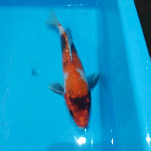 Showa 23cm