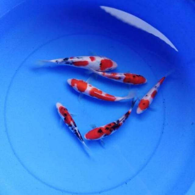 Mix Baby Gosanke Ciamik 6 ekor