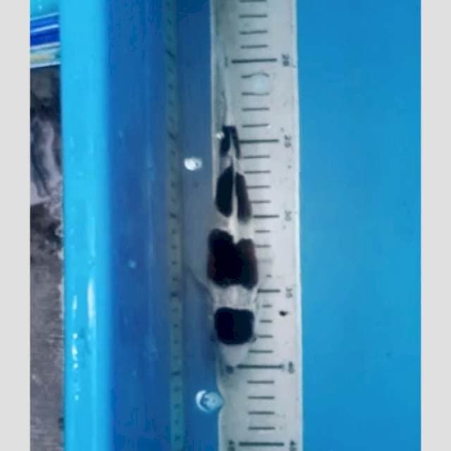 budho super 4step
