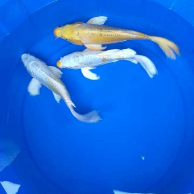 Sk kumpai