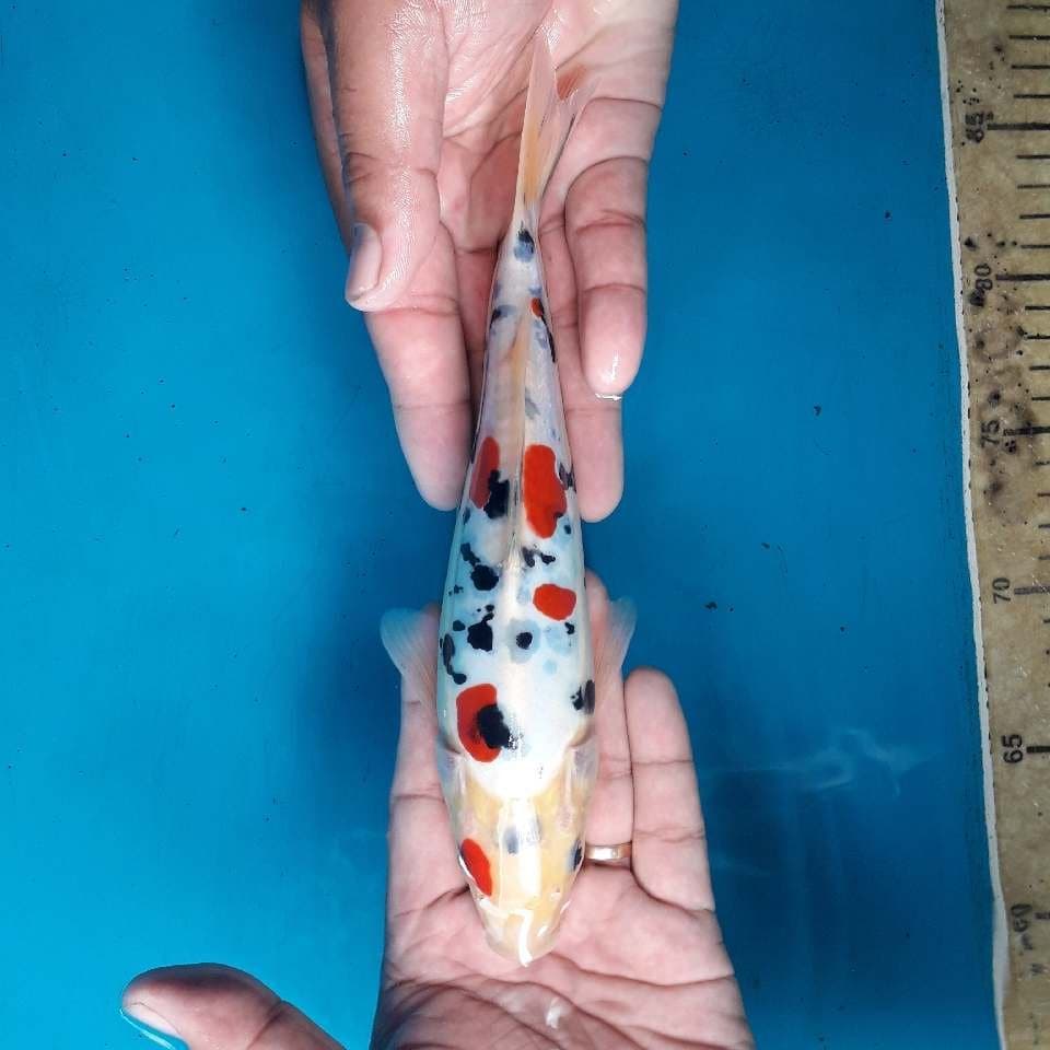 Tategoi