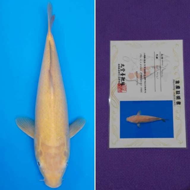 Marudo karashi 40cm serti