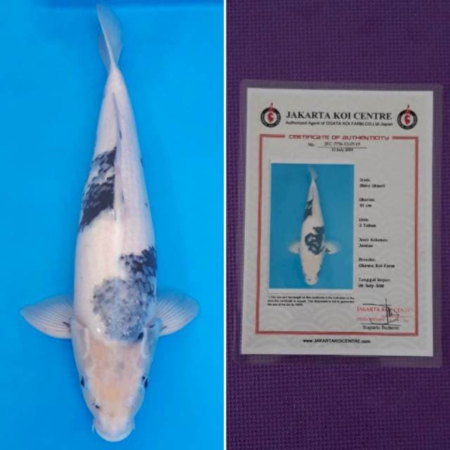 Okawa shiro 48cm serti