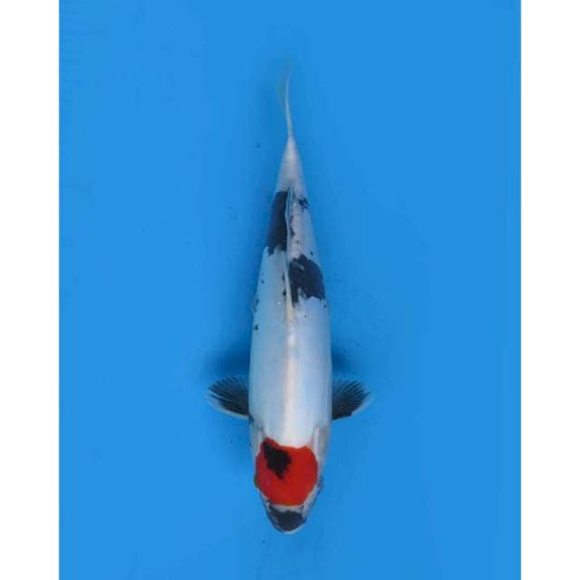 Tancho Showa Doitsu Murni Original - 34cm