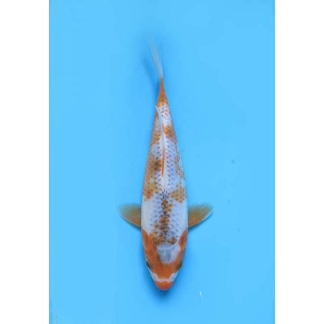 Super Koleksi Original Asagi Pola - 22cm