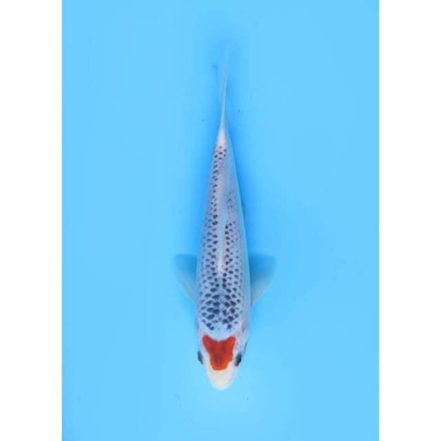 Maruten Asagi Original ( Super Koleksi ) - 23cm