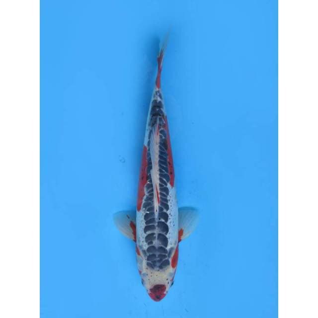 Jumbo Red Shusui Antik - 37cm