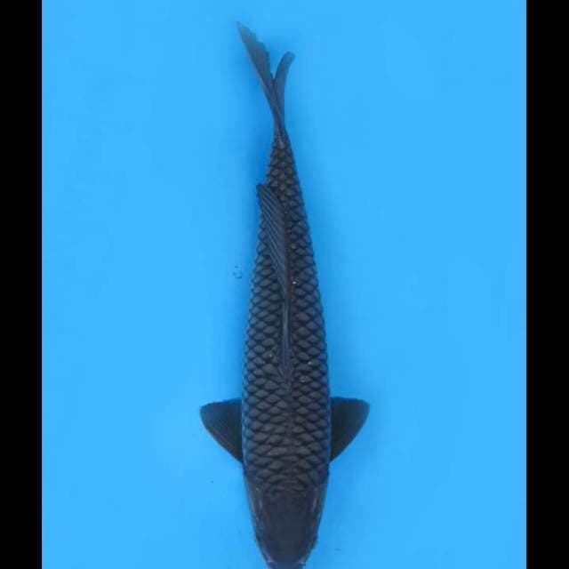 Cobra Koleksi Jumbo Soragoi Langka - 47cm