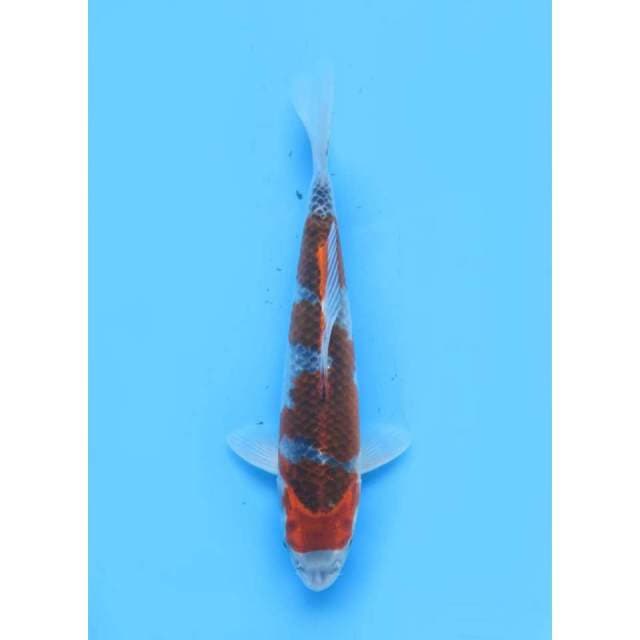 SQ Super Goshiki - 28cm
