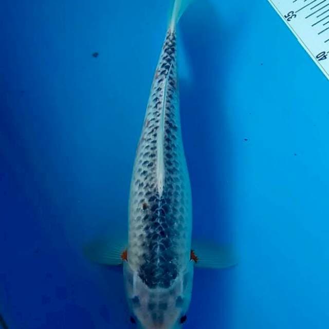 Shusui 35 cm