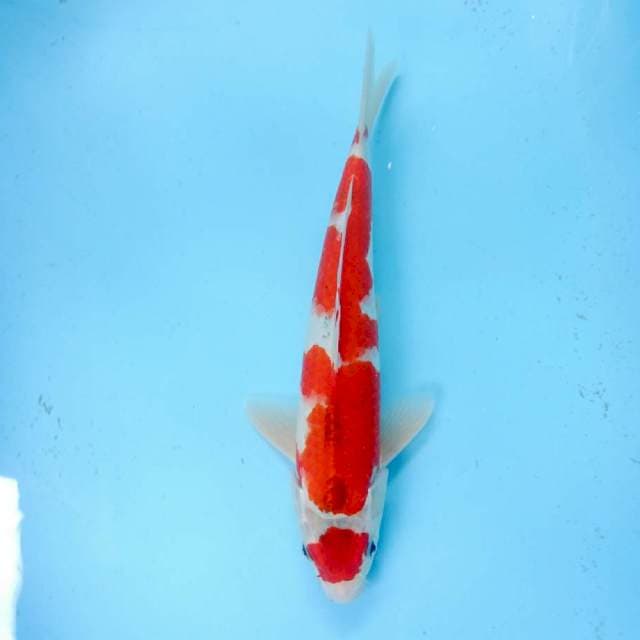 Mary Goshiki red male 35