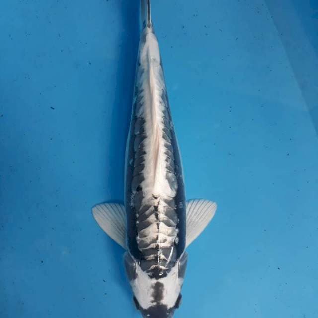 Kabuto silfer 36cm