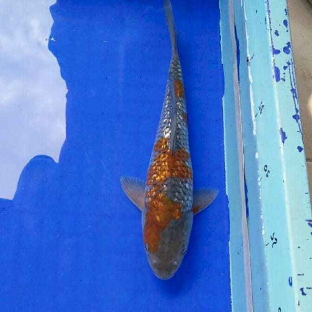 ginrin ochiba 27cm. Male