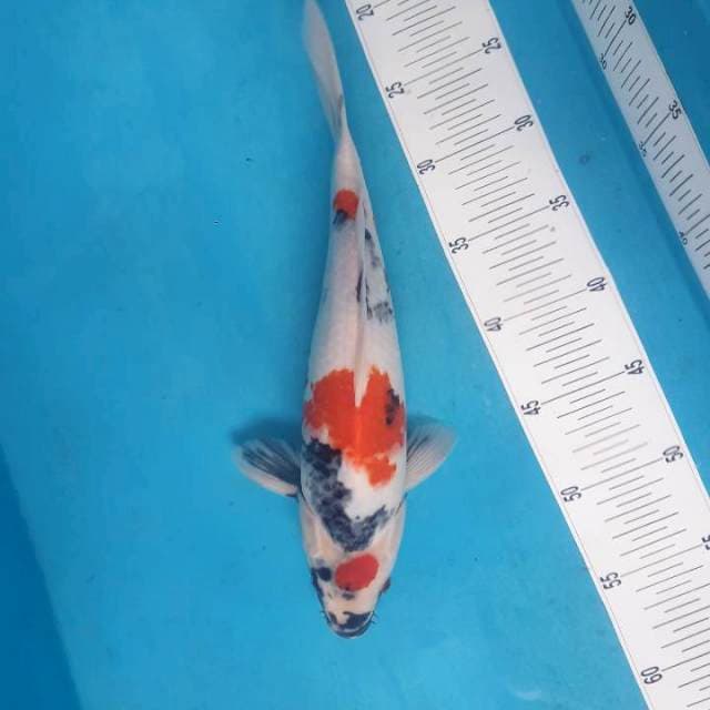 Kindai Showa 32 Original