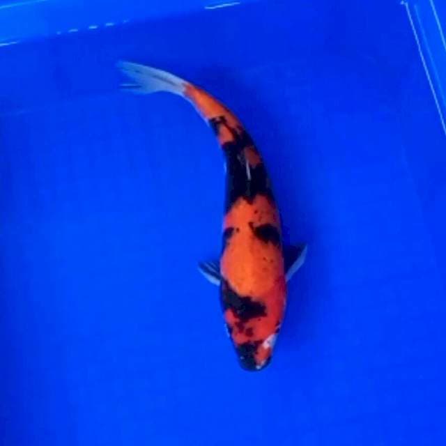 Hi Showa 28 cm