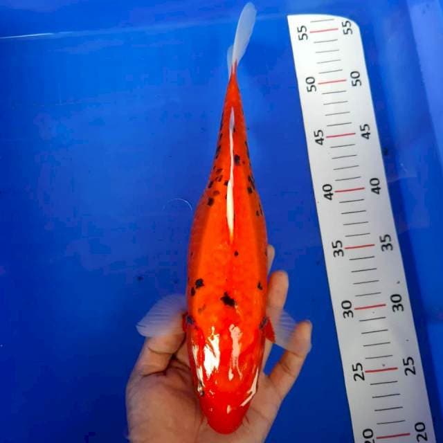 Beni matsukawabake bekko 30cm