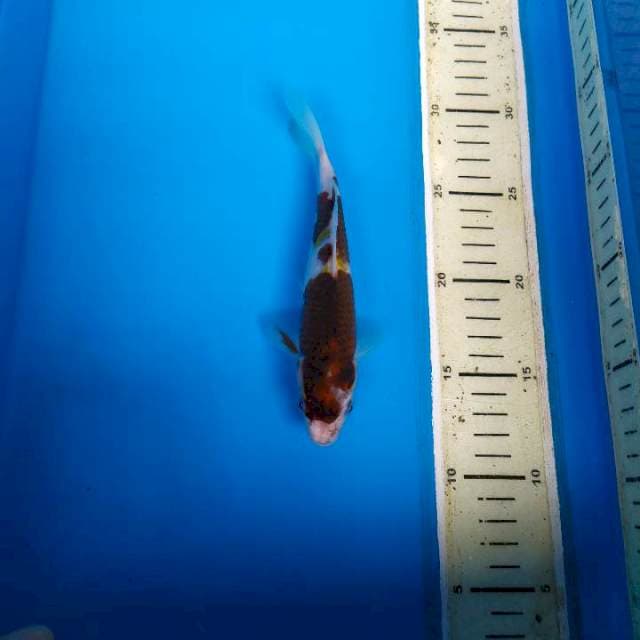 Goromo 20bu