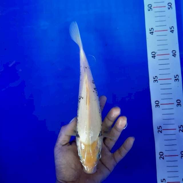 Matsukawabake*27cm