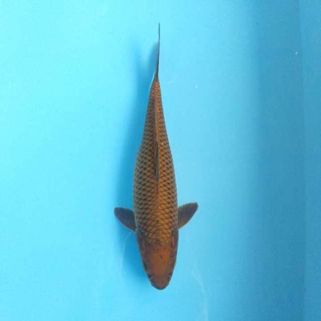 Chagoi tembaga 30