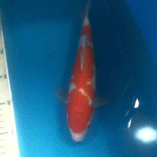 Kohaku, 27 cm