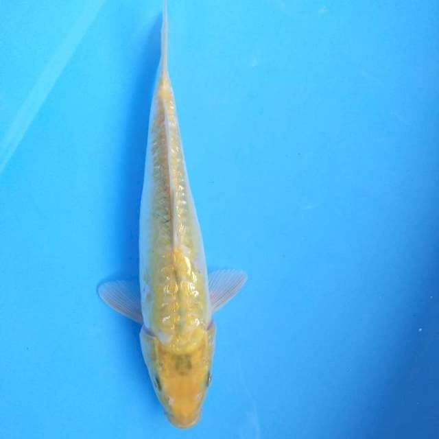 Karasi sisik naga