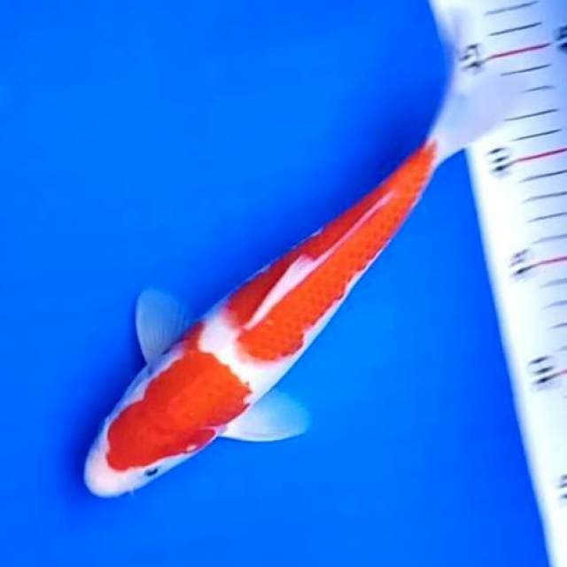 01 KOHAKU # 26CM